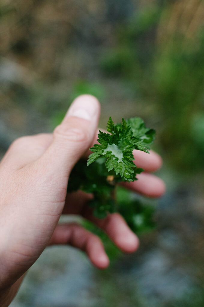 Persille_ezra-jeffrey-comeau-unsplash