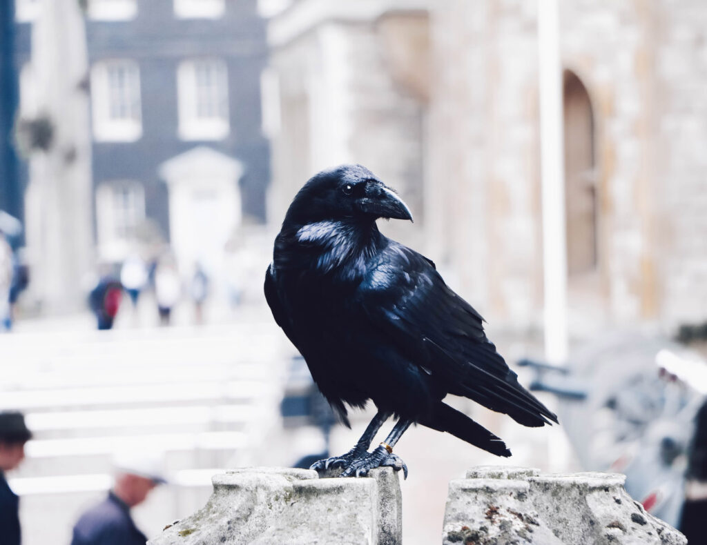 kasturi-roy-unsplash