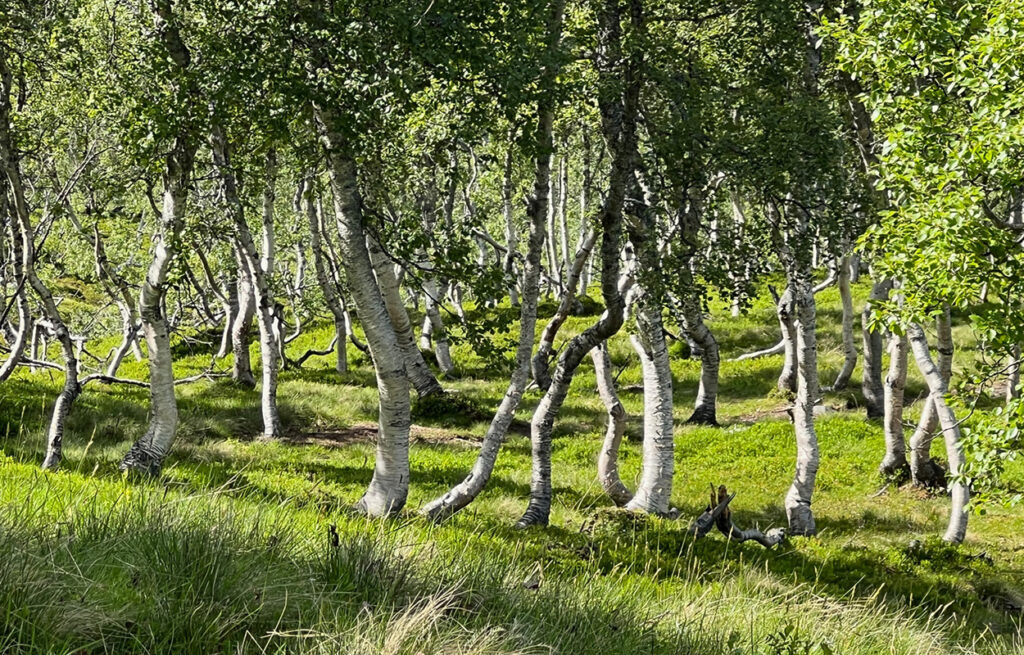 Vi er natur. Foto: Kristin Koll