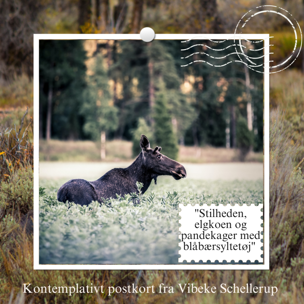 Postkort: Stilheden, elgkoen... Vibeke Schellerup_ Foto: Saad Chaudhry/Unsplash