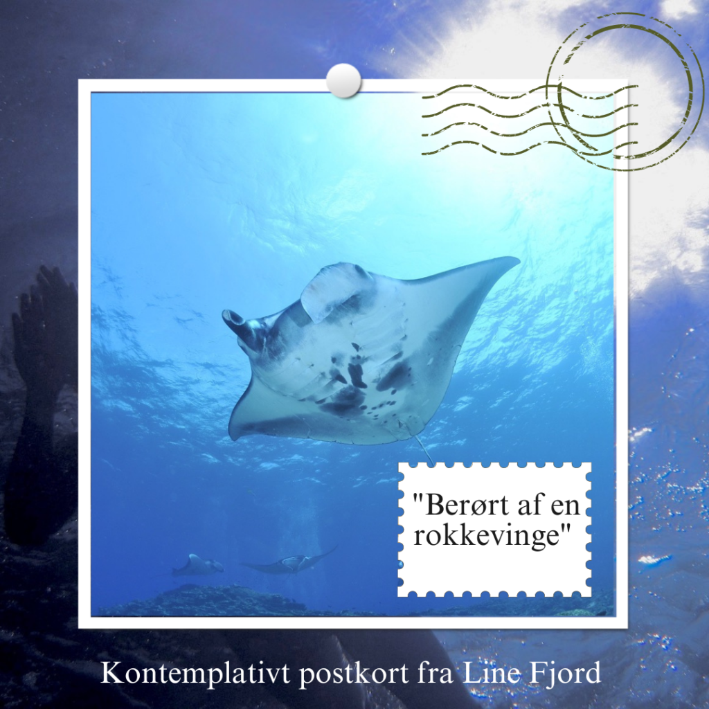 Postkort: Berørt af en rokkevinge_Line Fjord