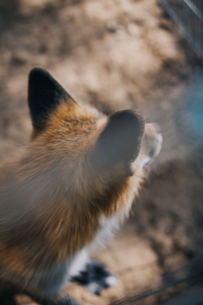 amber-kipp-zUpF2lmHcDU-unsplash