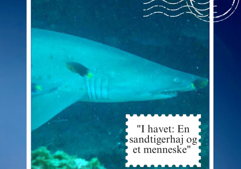 Postkort: I havet_Jeanette Lykkegård