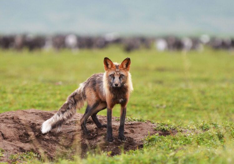 Foto: Jeanette Lykkegård