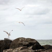 _MG_1176