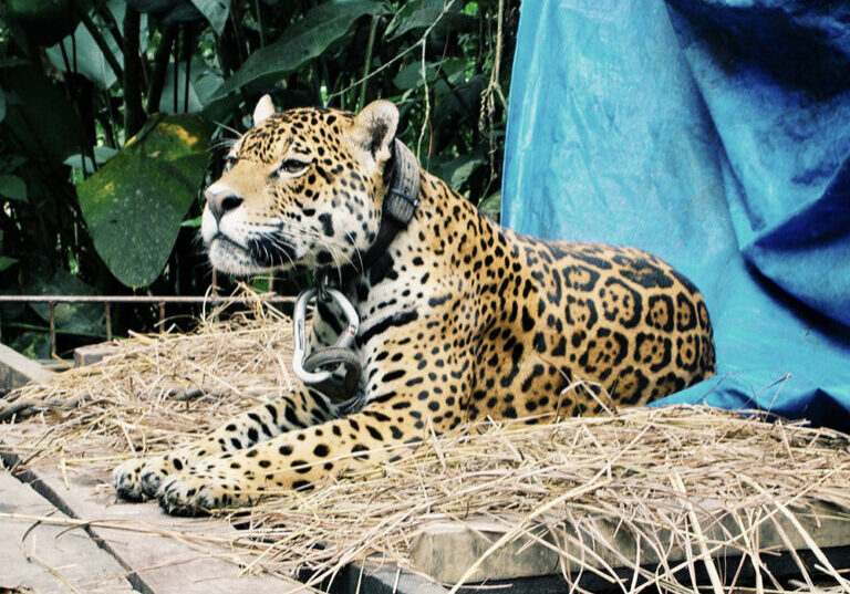 Jaguaren Sama på sin plads, med karabinerkrog foran blåt telt