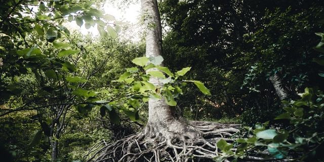 jacob-buchhave-mFz-2Wqp_ow-unsplash-2